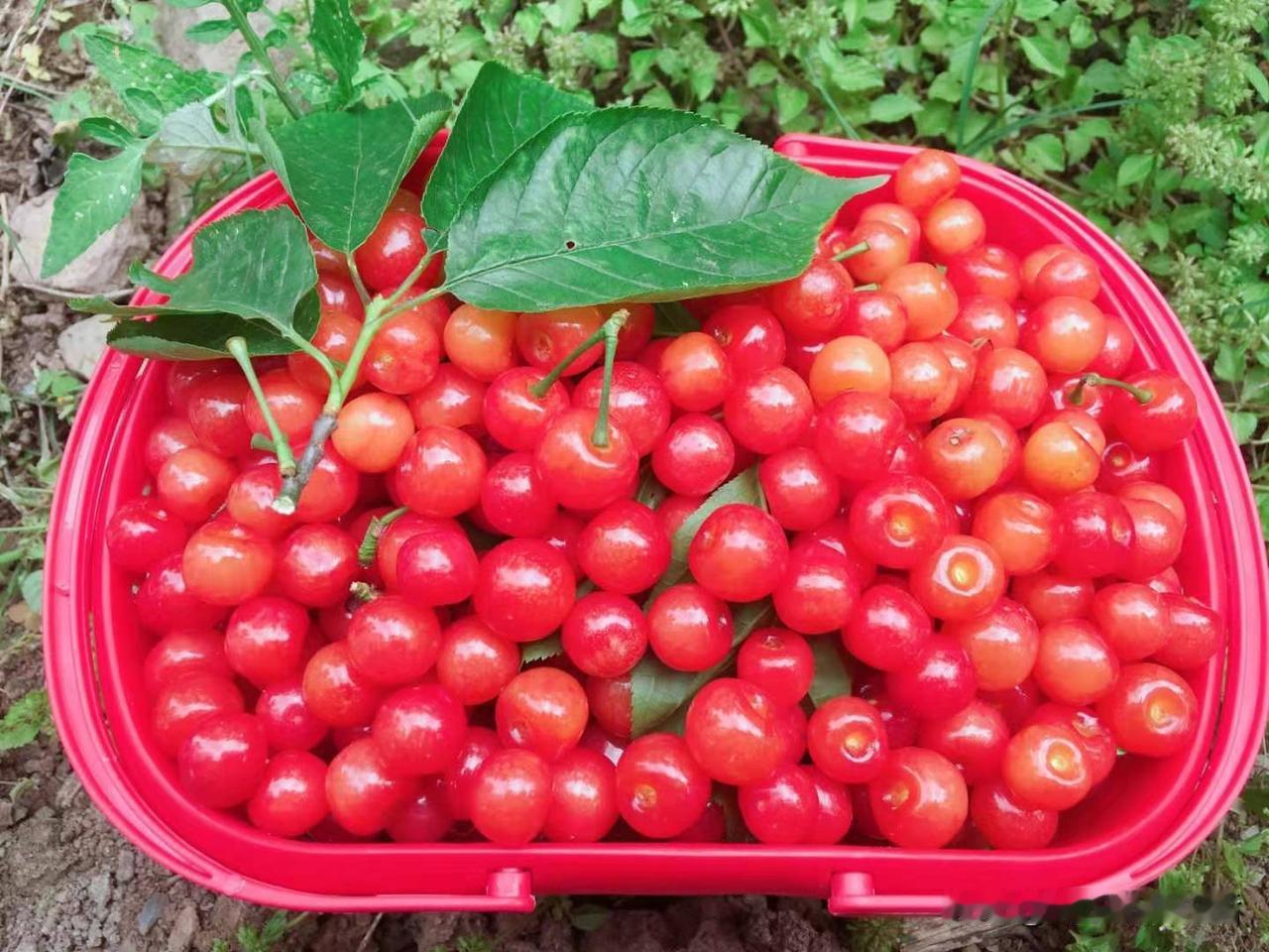 有没有和我家一样的娃，还没回家就要吃这个那个，在城市呆久了，很怀念家乡的味道。