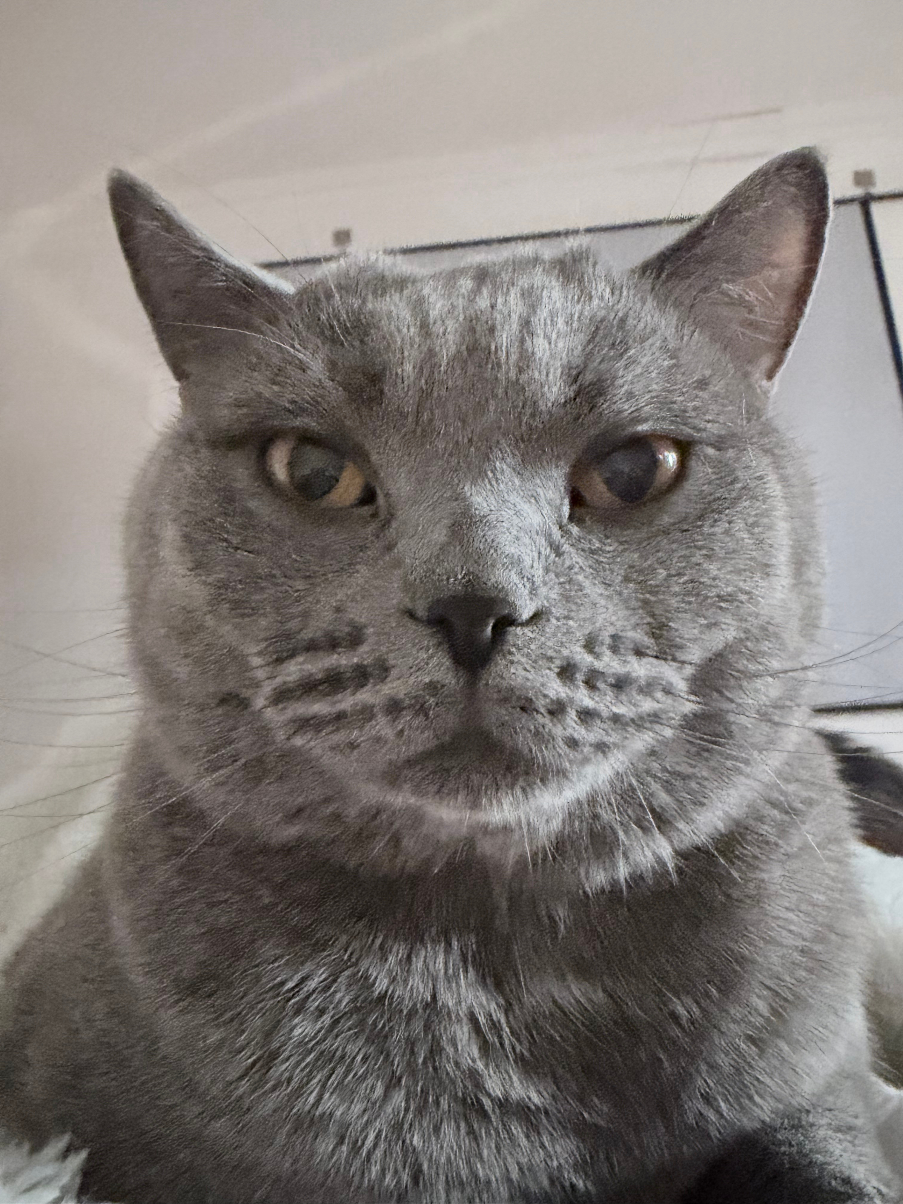 十一斤的大胖身躯压到胸膛上，还用爪子挡住手机不让拍