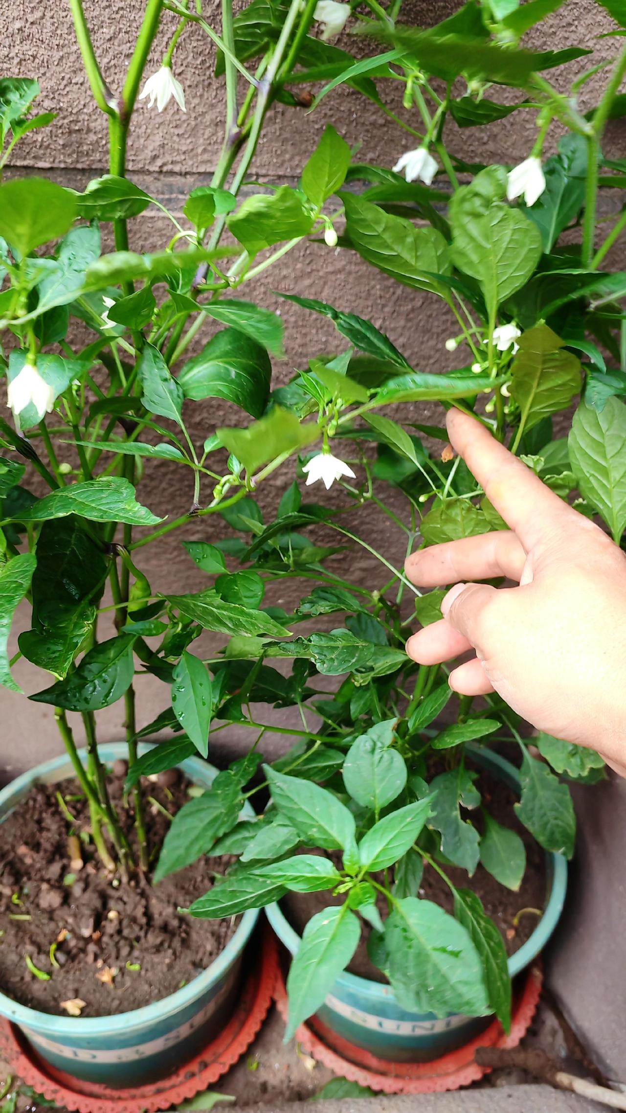 辣椒种植服务三农支持三农阳台种植辣椒管理阳台种植