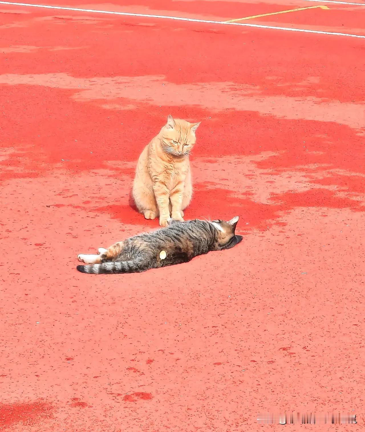 在一个开放式球场，一只流浪猫来到篮筐下吃食物，大叔将手中的篮球用尽全力砸向它。猫