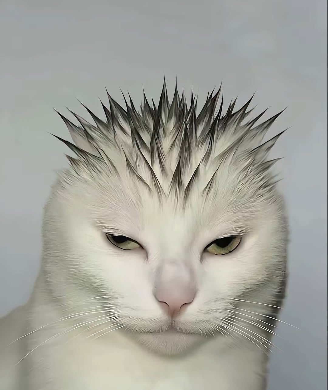 看上去就充满了抛瓦的猫猫鬼泣5viaDANT3DT​​​