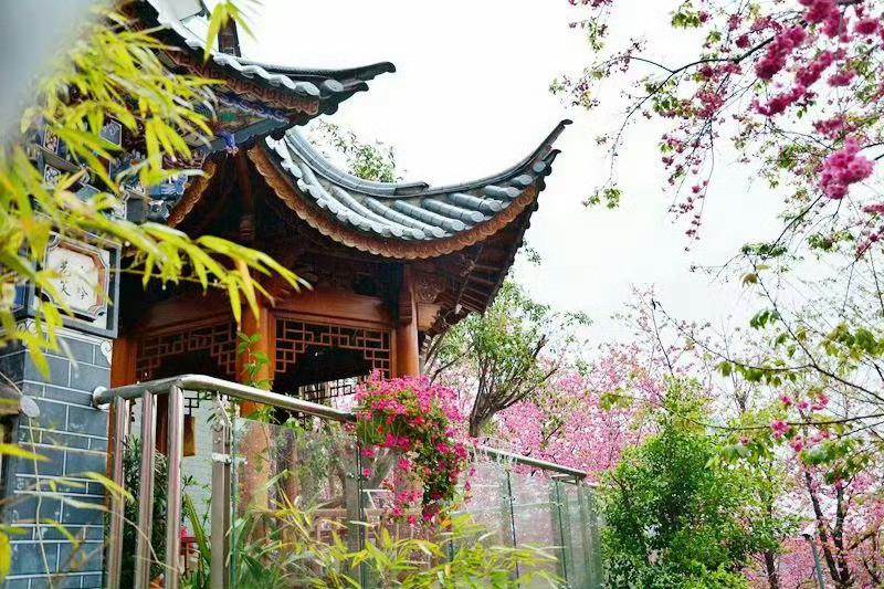 春天的大理，家家门口鲜花盛开，满树灿漫，如云似霞，绽放着最粉嫩的春意，美得让人