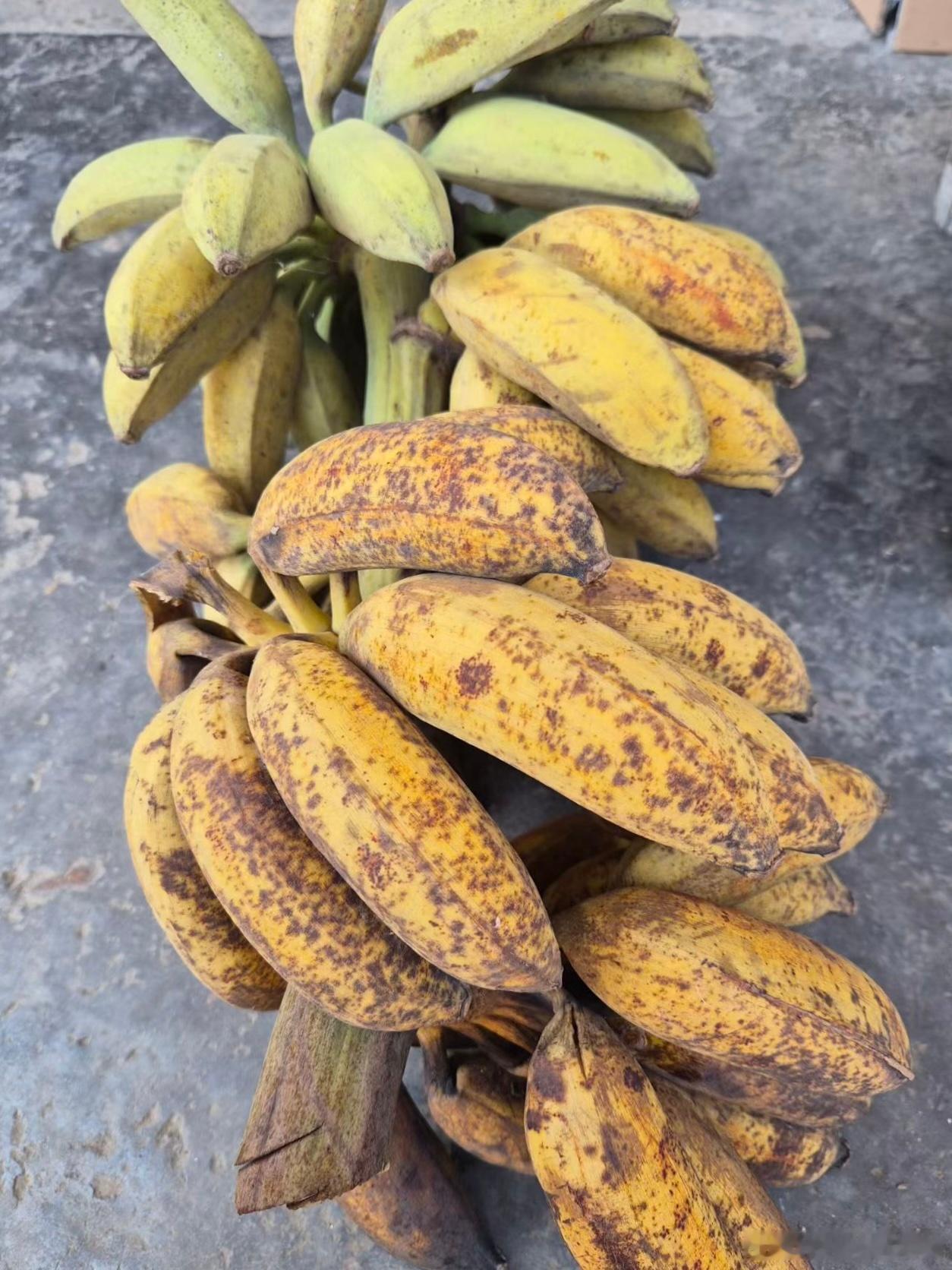 自然熟的芭蕉，天府之国物产丰饶。