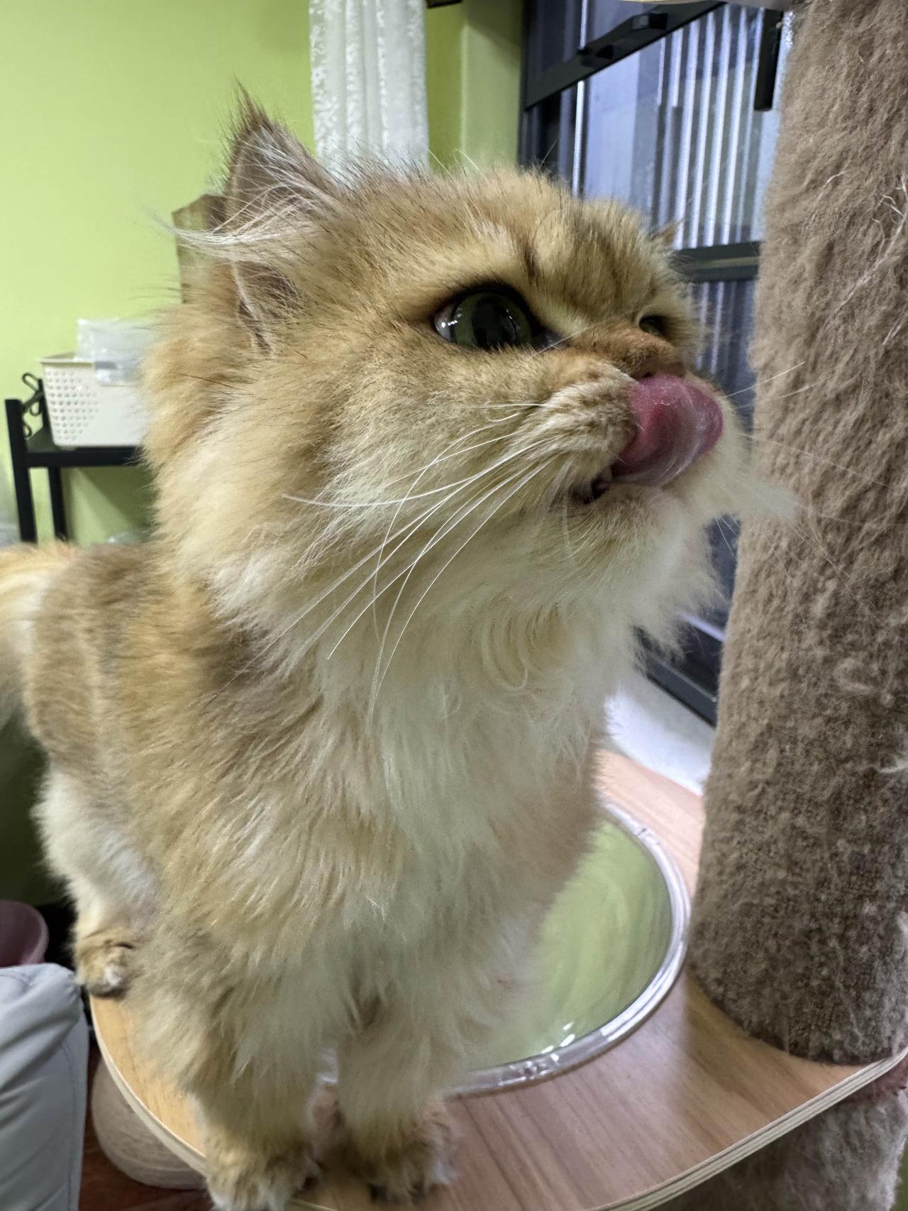 还有几张小馋猫的萌照忘了发，想她啦