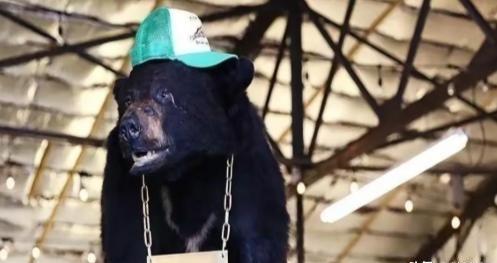 1985年，毒贩桑顿飞机失事，1500万美元的可卡因掉进森林然后,一只黑熊把它全