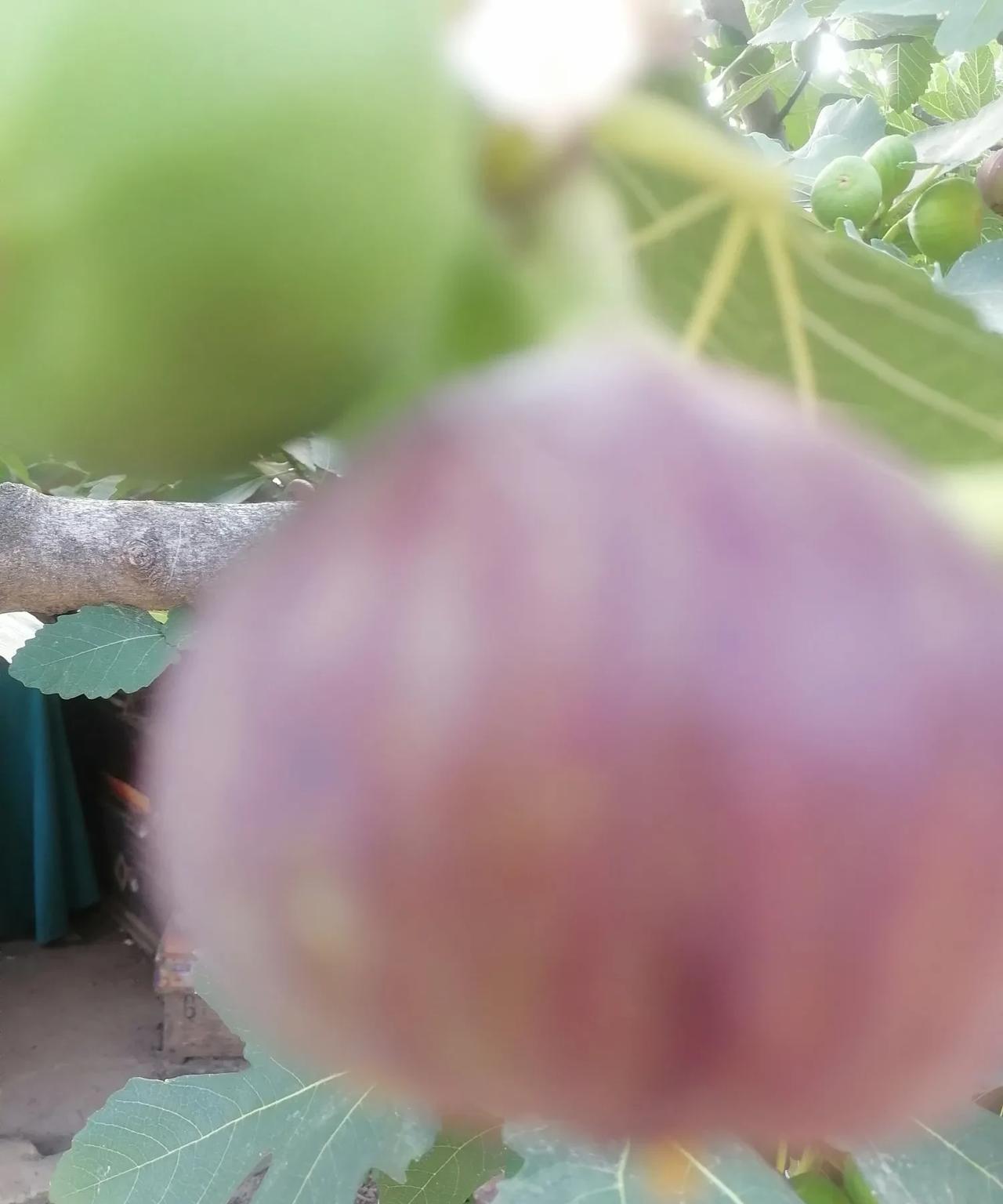 吃无花果确实对慢阻肺有好处！无花果在药书上对肺的功效是有记载的。我的院子里