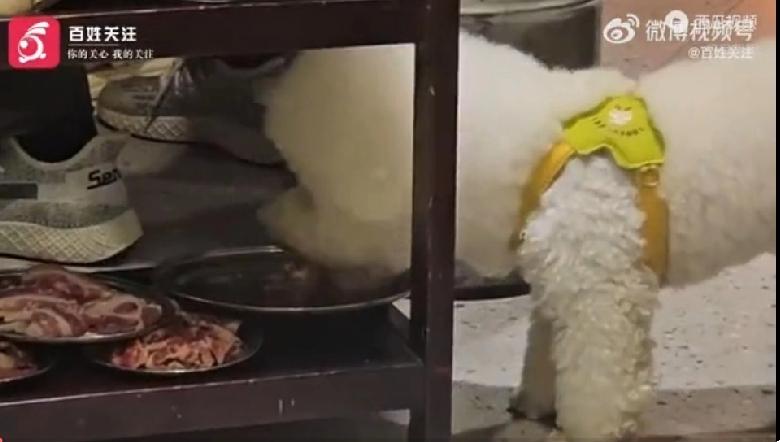 湖南衡阳。顾客带了宠物狗进烧烤店用餐，狗狗在桌下偷吃肉。工作人员称，因店内人多