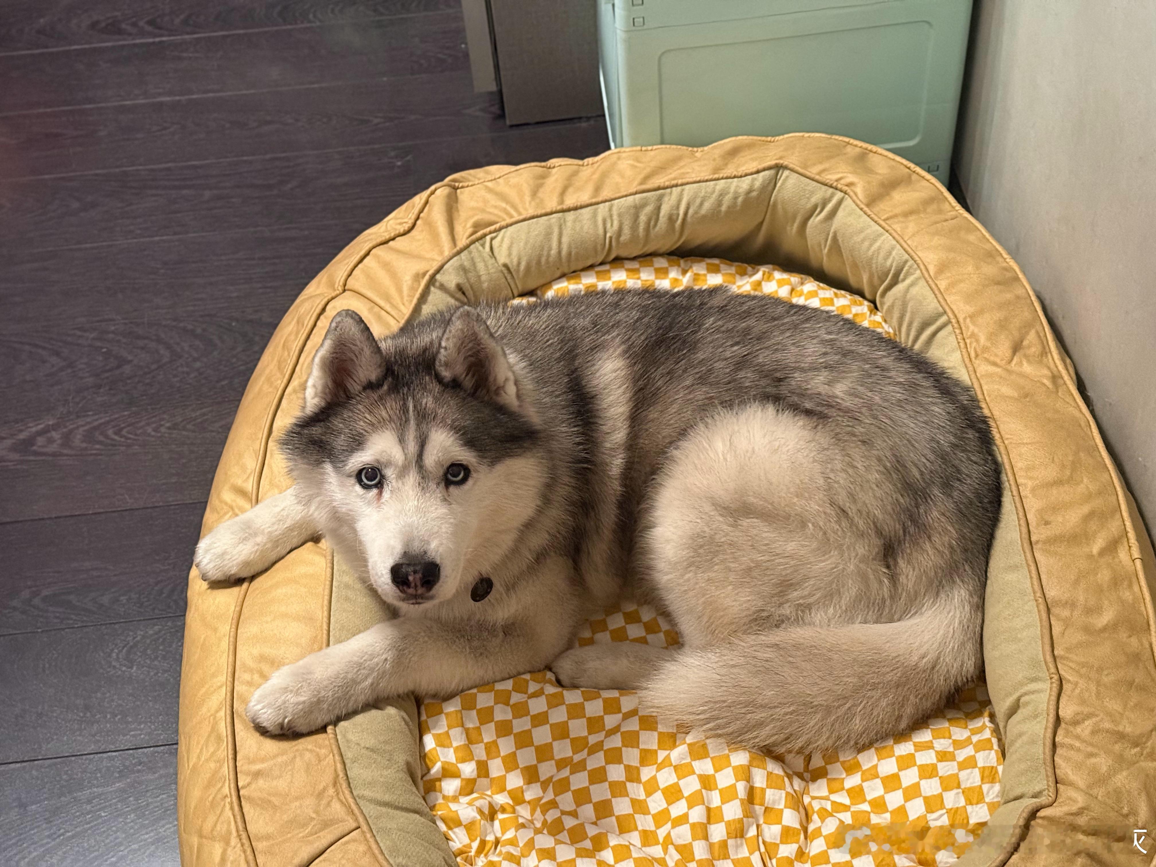 哈士奇又到了一周一次的翻新时间谁看了不说一句蓬松香香狗