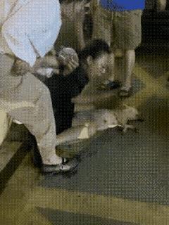 女子晚上出门遛狗，狗没拴绳，四处乱窜，结果被车子撞死了。女子见状，赶紧跑过去，抱