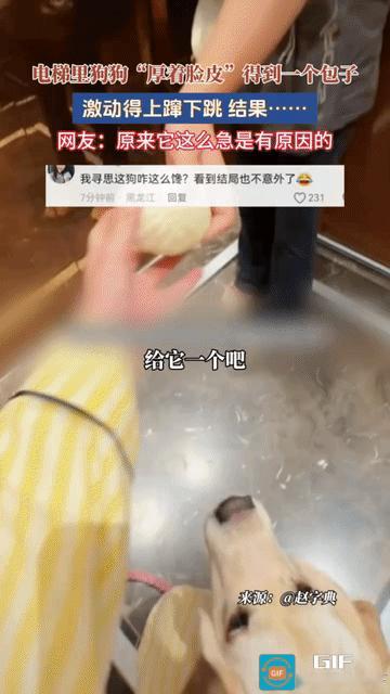谁能想到，狗狗厚着脸皮讨要来的肉包子，竟被主人给吃了，难怪狗狗会这么激动。女