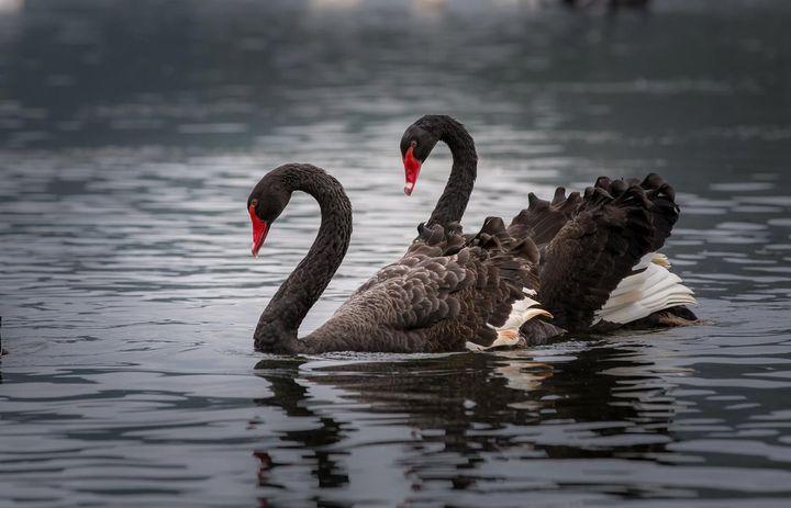 大连儿童公园黑天鹅被偷走杀害由先生是公园的老熟人，看到“达达”被偷走杀害，