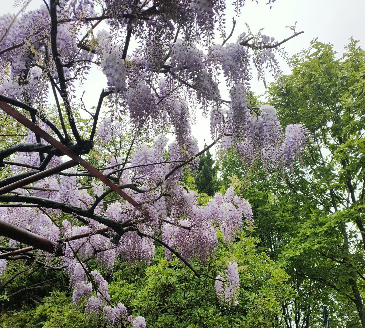过一天就可以去街道办理独生子女费了！听说父母双方各拿5000块钱。上次社保中心