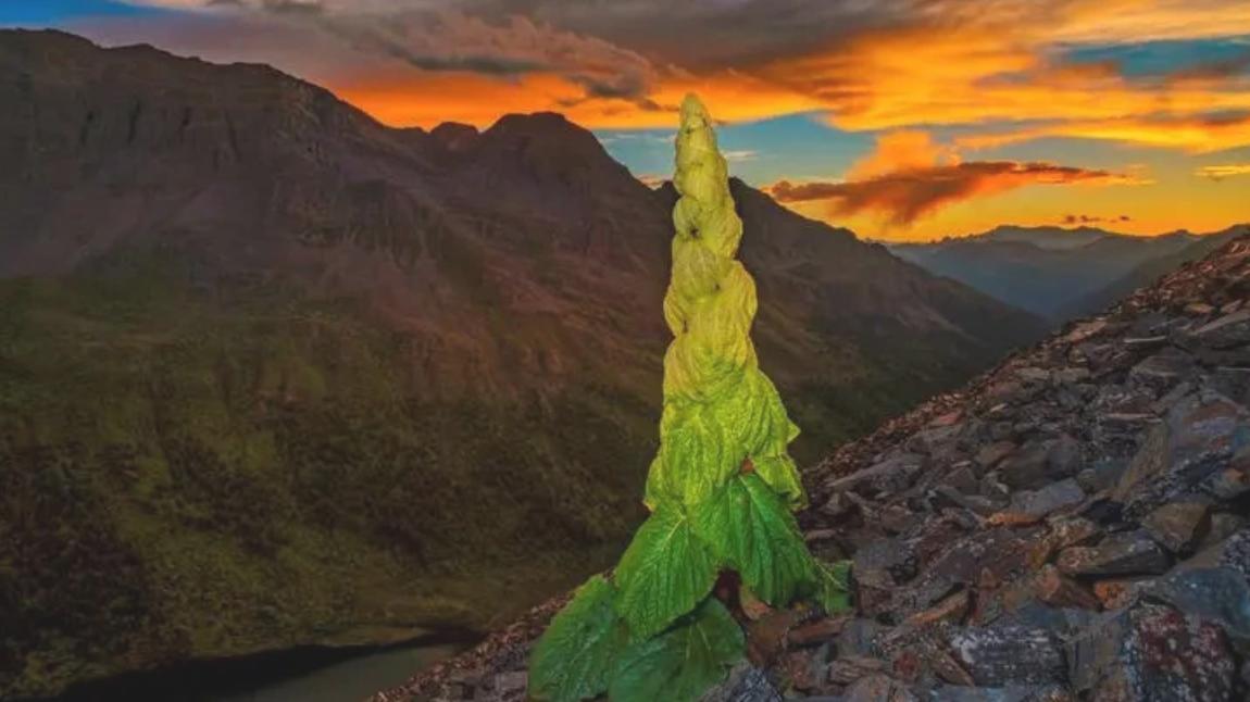 关于前列腺增生以及下尿路症状的相关因素①固有不可控因素，种族特点，增龄，遗传因