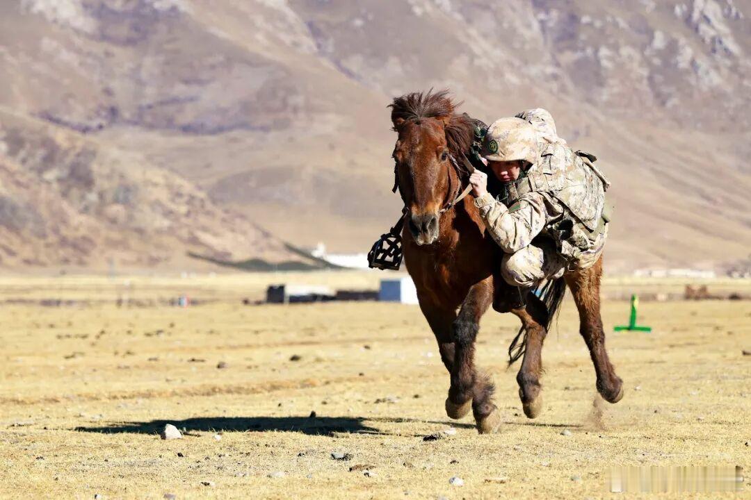 这战马是什么品种？第76集团军某旅玉树骑兵连的战术训练。陆军老大哥烽火问鼎计划中