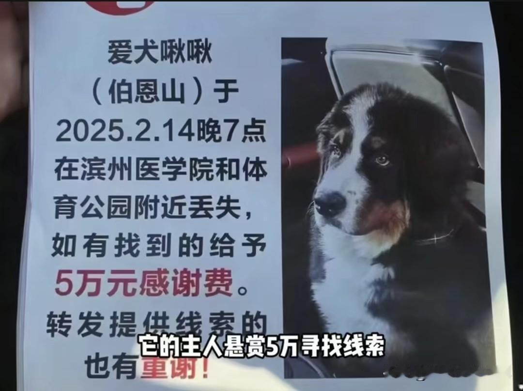 烟台有只叫啾啾的伯恩山丢了，主人悬赏5万找狗。这赏金一放，大半个烟台的人都出动了