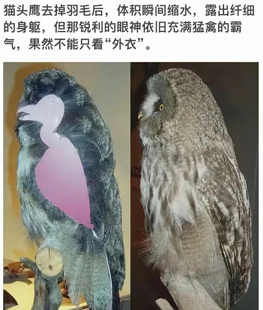 猫头鹰去毛后的霸气瞬间，依然锋芒毕露！