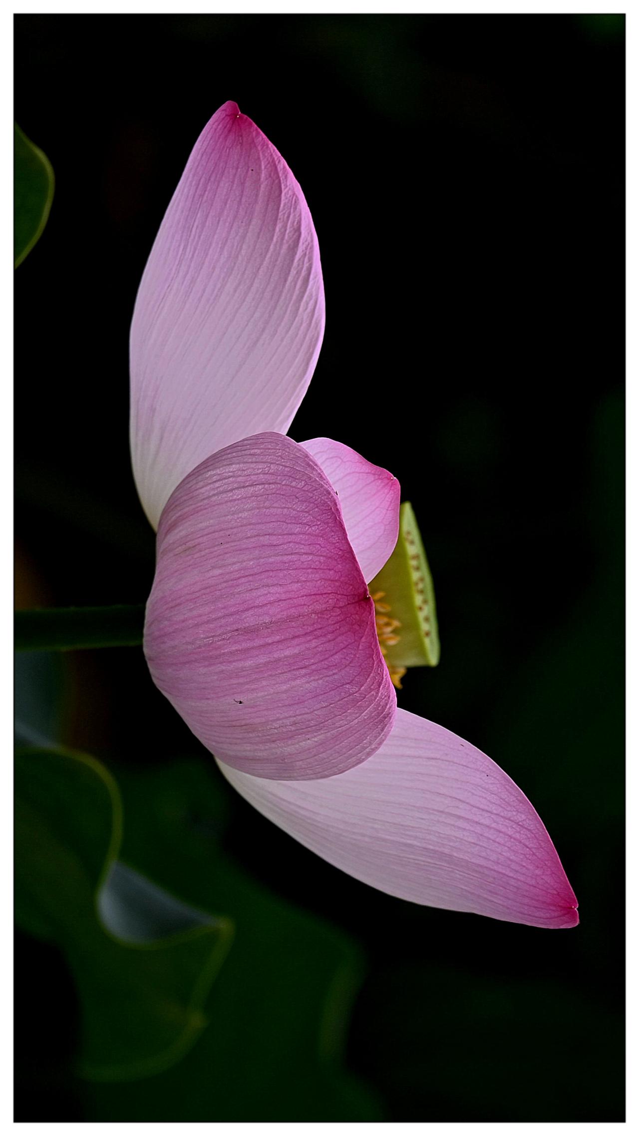 荷花盛季