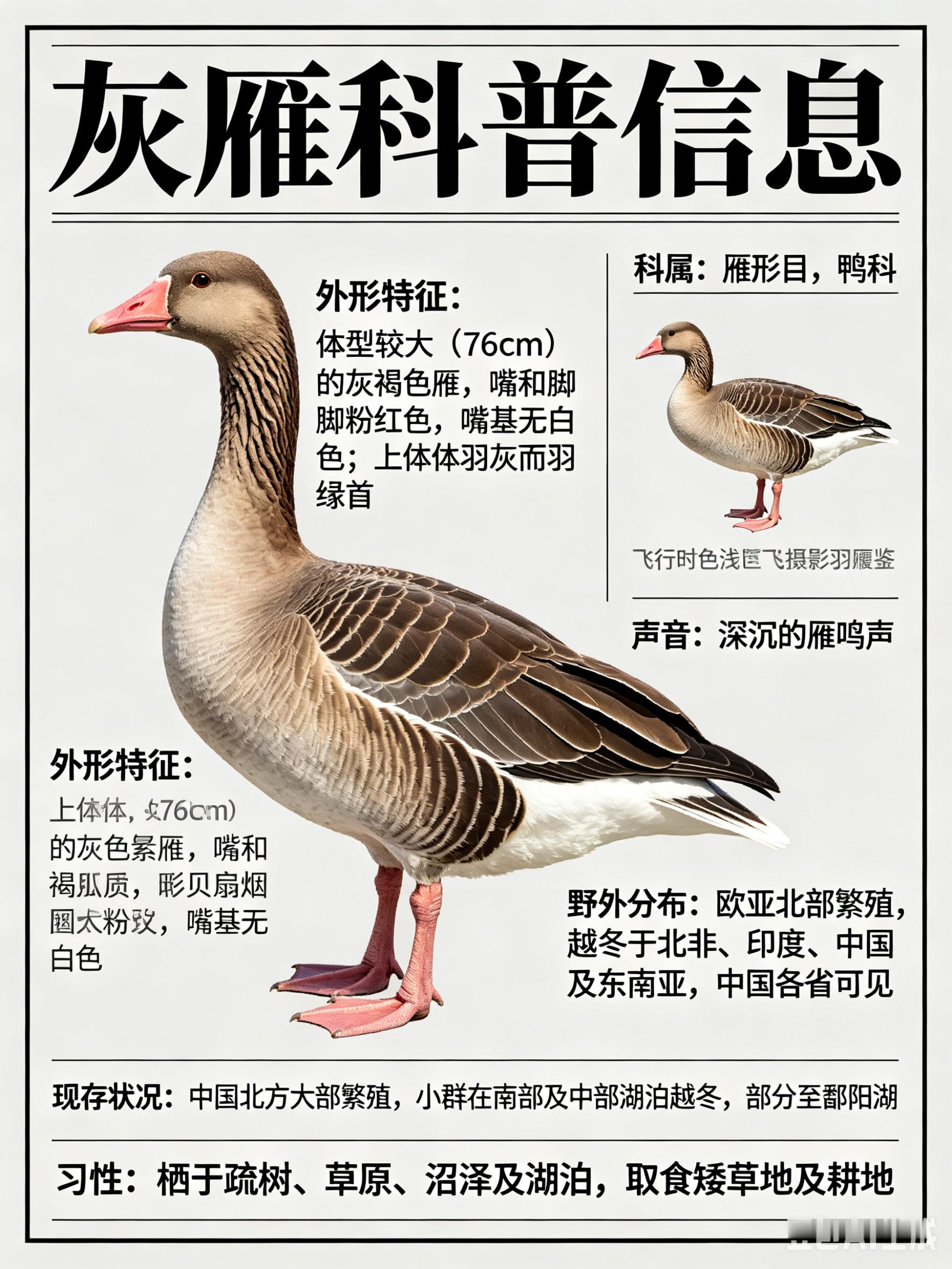 鸟类朋友图鉴灰雁·科属：雁形目，鸭科。·外形特征：体型较大（76cm）的灰褐色