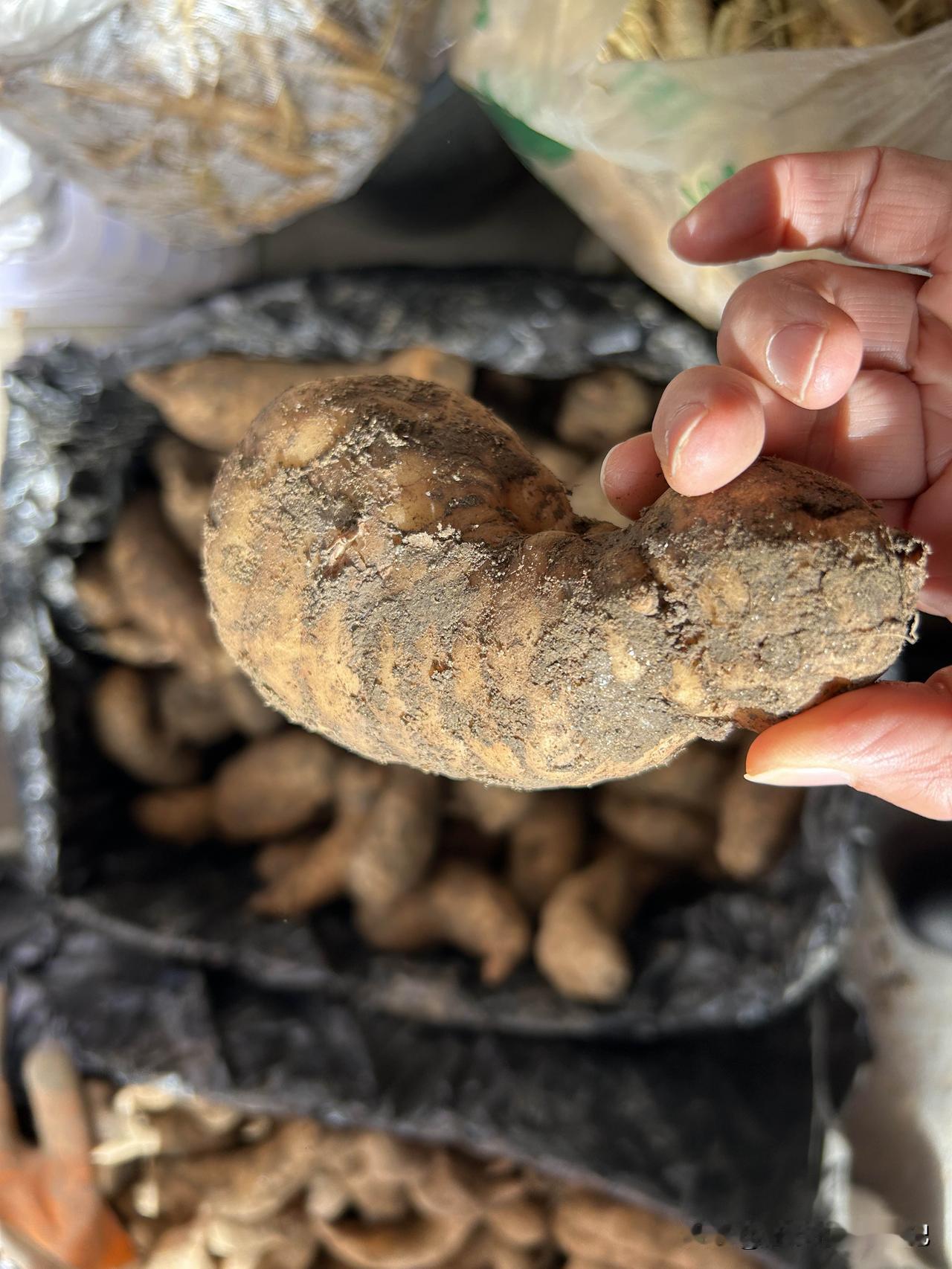 我在西藏！西藏林芝的新鲜天麻，大的18元一斤，小的13元一斤！云南昭通的新鲜