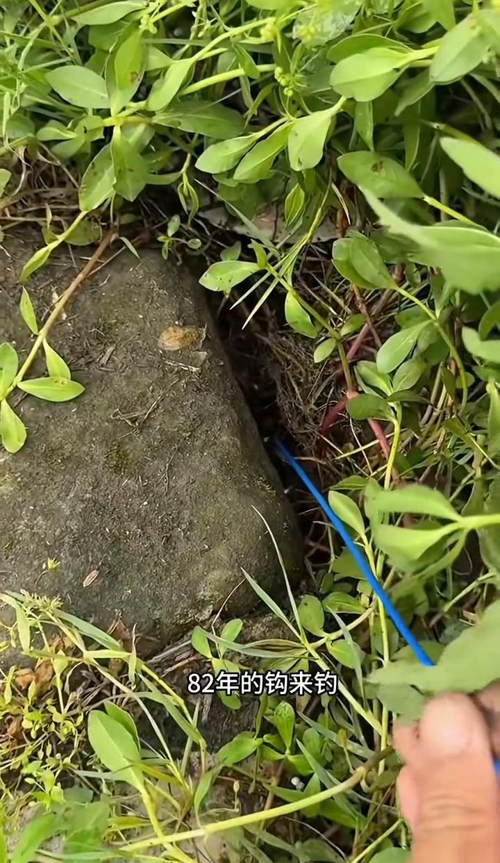 你还在迷信最新最贵的鱼竿鱼线？看看这个。82年的鱼钩，比钓鱼的人都老，下水一