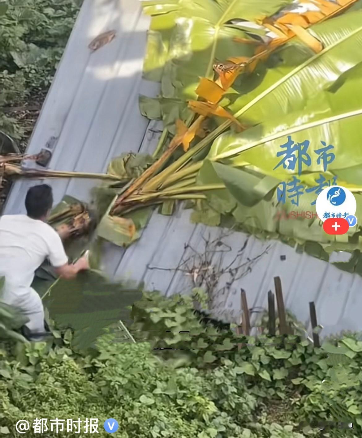近日，一女子在云南景迈山旅游，随便走进一家当地小餐馆，看见有特色炒芭蕉花，好奇就