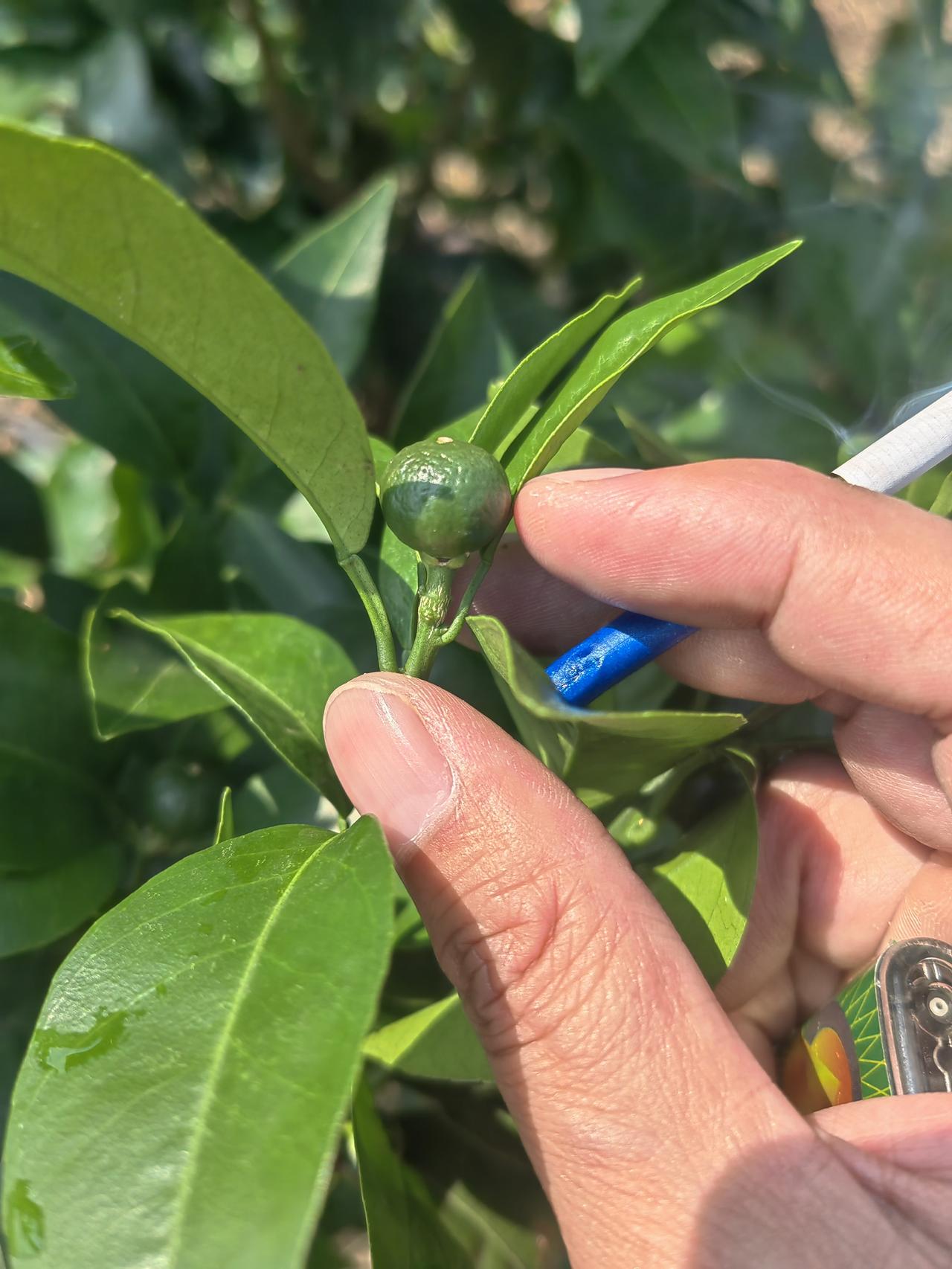 果柄没完全木质化，我看谁敢说果保住了今年的果柄木质化是不是比去年迟了好多为什