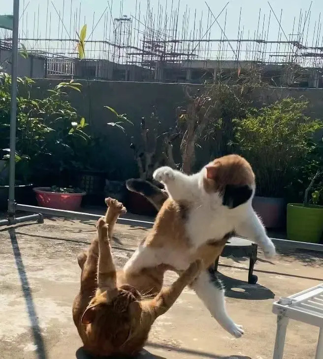 终于知道大家为什么要养两只猫了两只猫打架比电影都好看多猫家庭的有猫猫打架的照片可