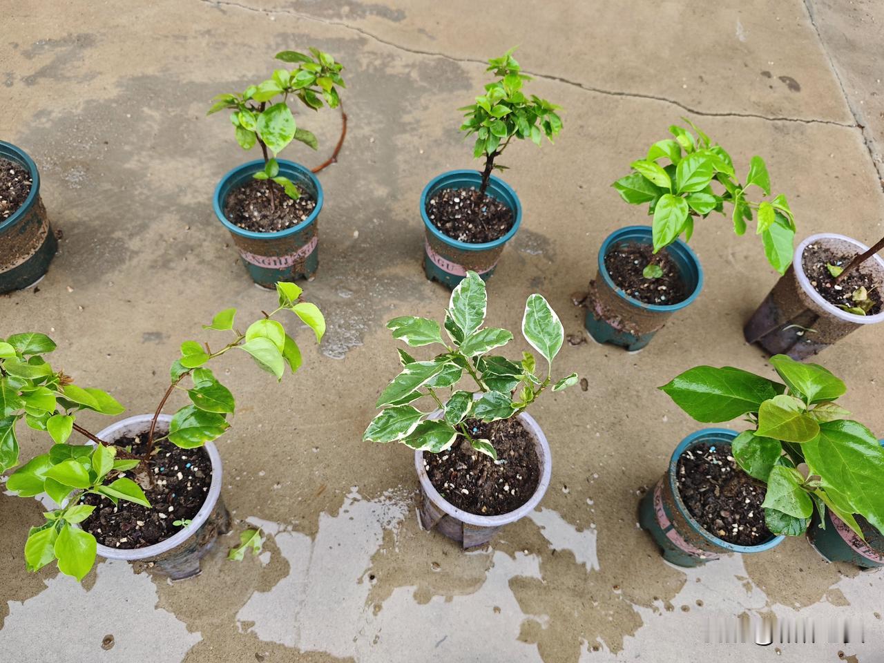 三角梅怕淋雨吗？我的这批试验品袋苗正在饱受雨水的洗礼，盆土已经完全灌透了，是