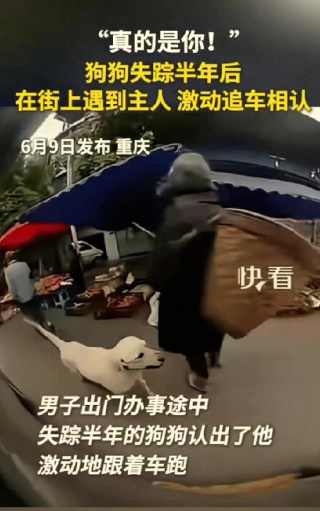 太感人了！重庆荣昌男子驾车途中，一只土狗突然窜出，拼了命地追了一路。他下车细看，