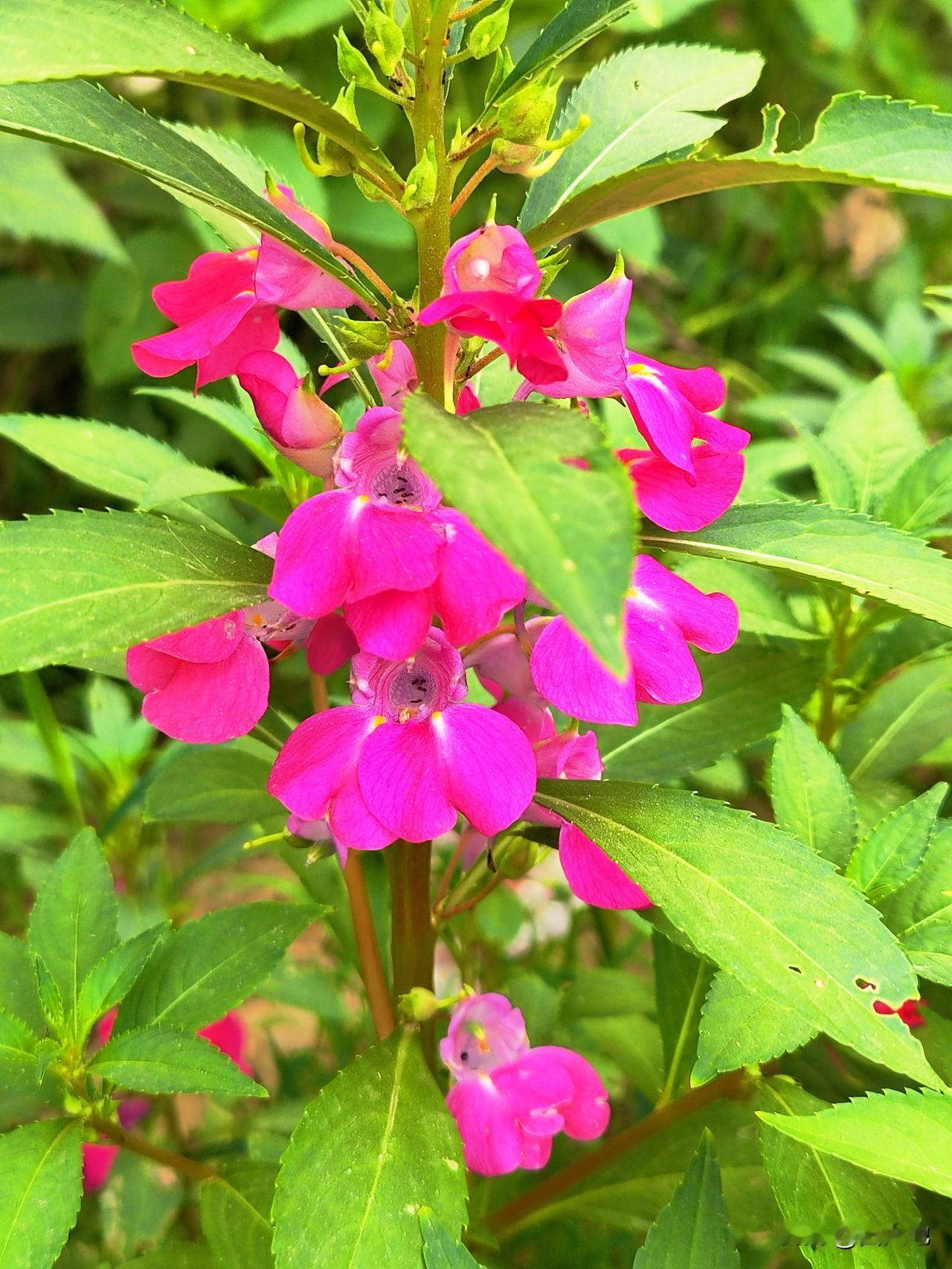 这是我家小菜园种植的风仙花(也叫指甲花)，五颜六色的花朵，非常漂亮。有人问