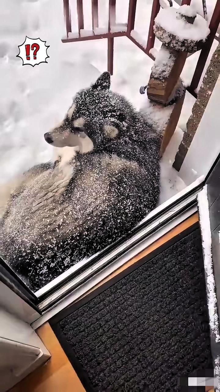 太忠诚了！一位小哥哥经常投喂流浪狗流浪猫，最近他的家乡下起了暴风雪，这天清晨他起
