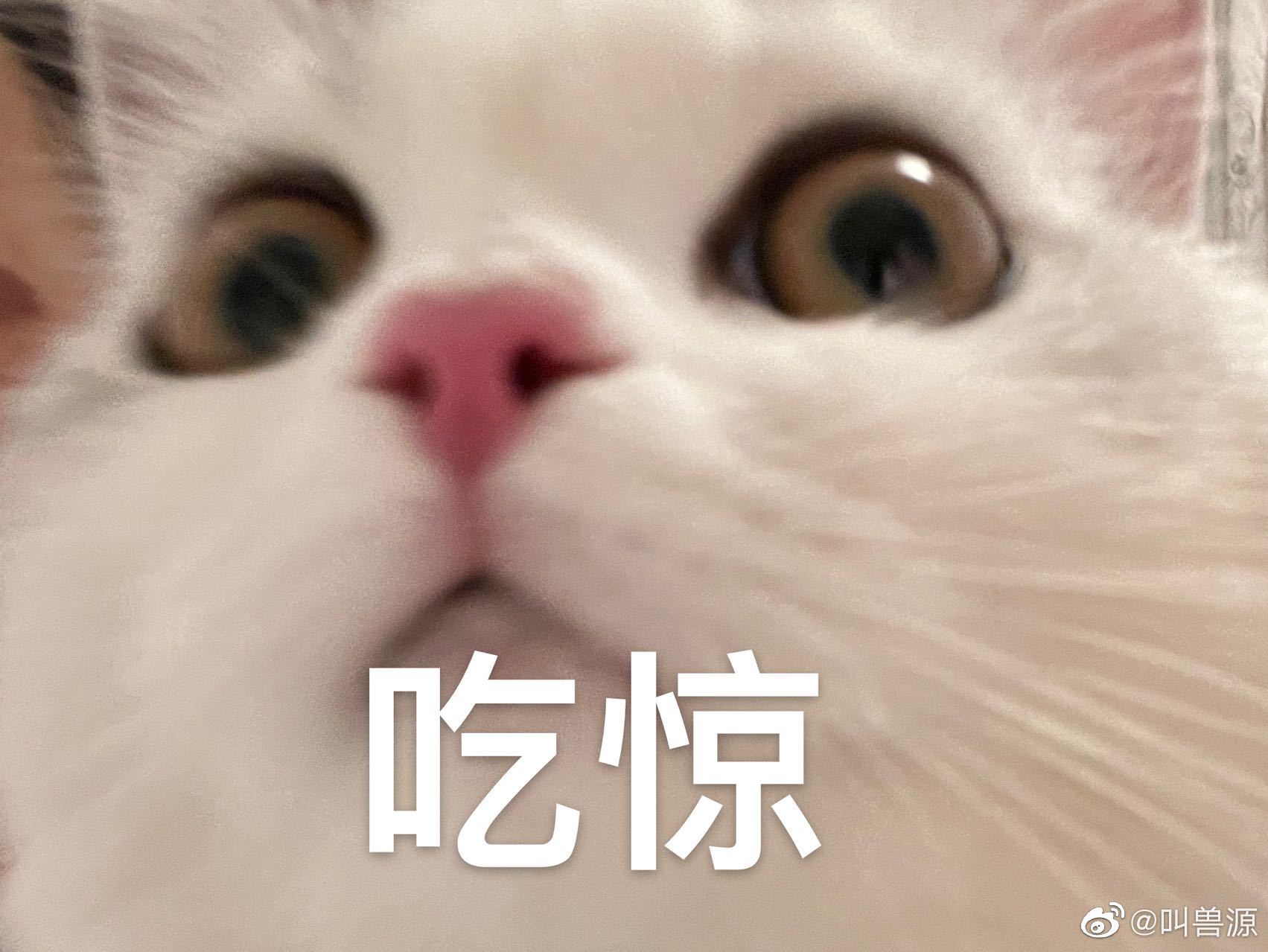 人毕业了猫咪还没毕业它们用软乎乎的肚皮接住了一个又一个崩溃的瞬间，毕业了最舍不