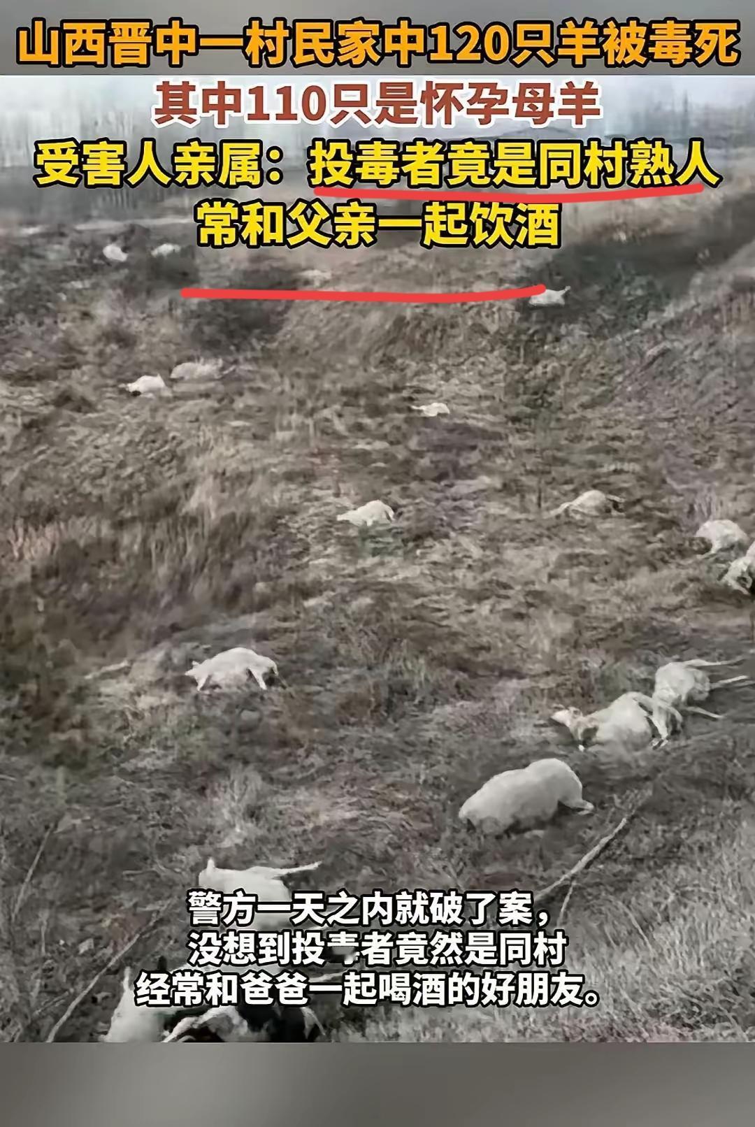 山西晋中一村民家的200只羊出去放牧，回来后突然死了120只，剩下的80只母羊也