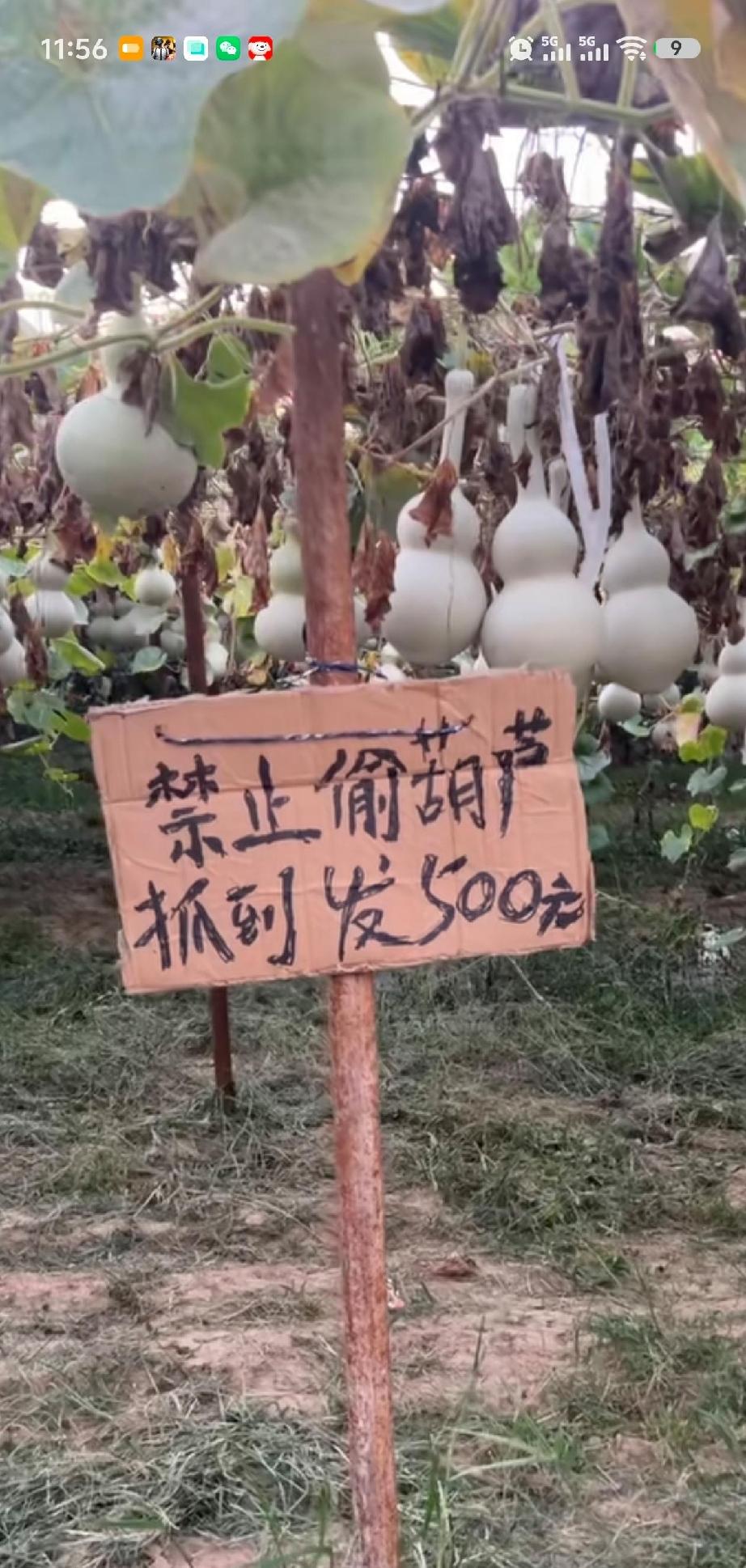 这种情况，如果真的抓到了，到底是罚款还是给钱呢？