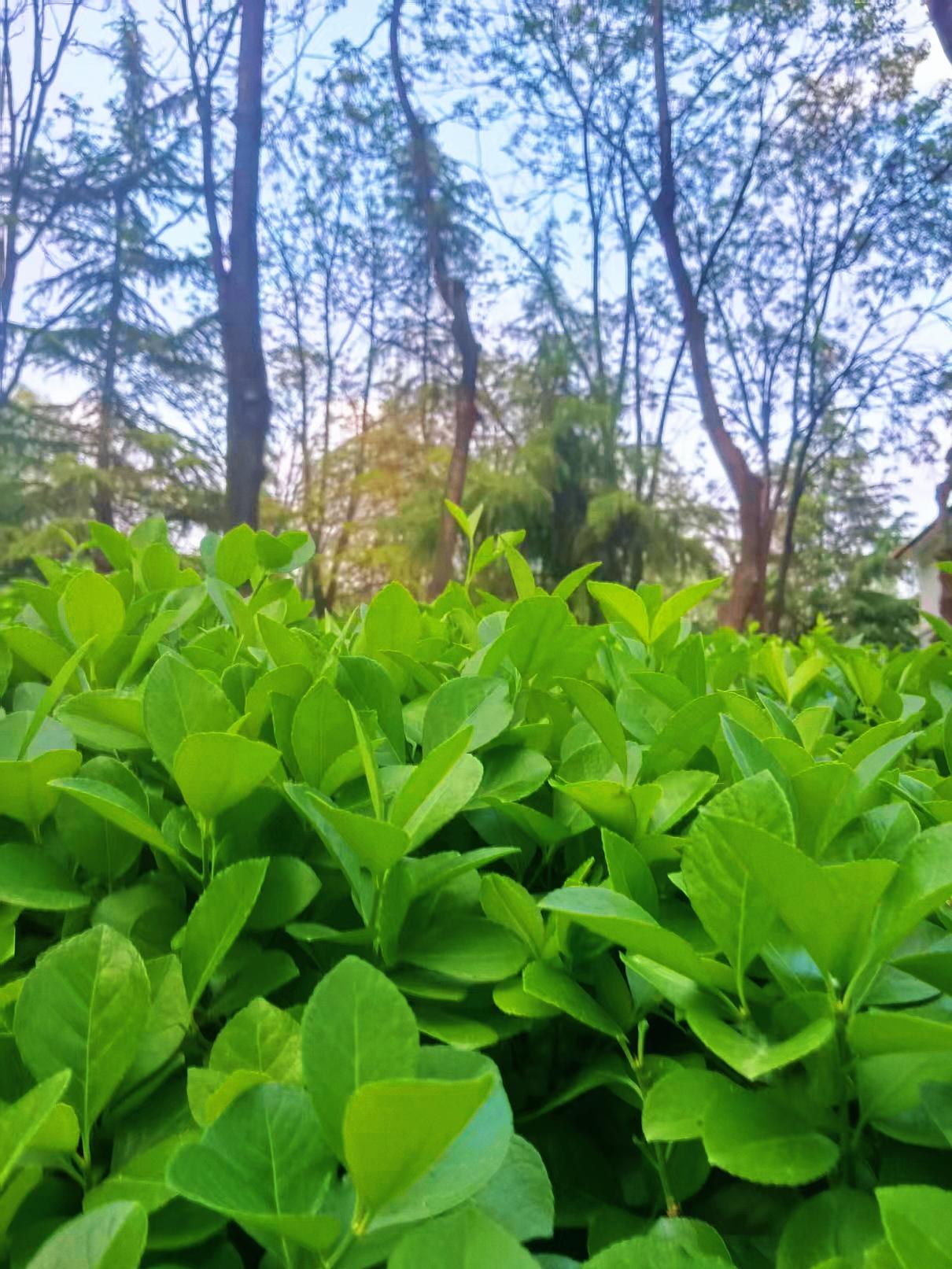 风里已经有了春天的味道🍃阳光正好，微风不燥去见花、去见草、去见温柔的一切