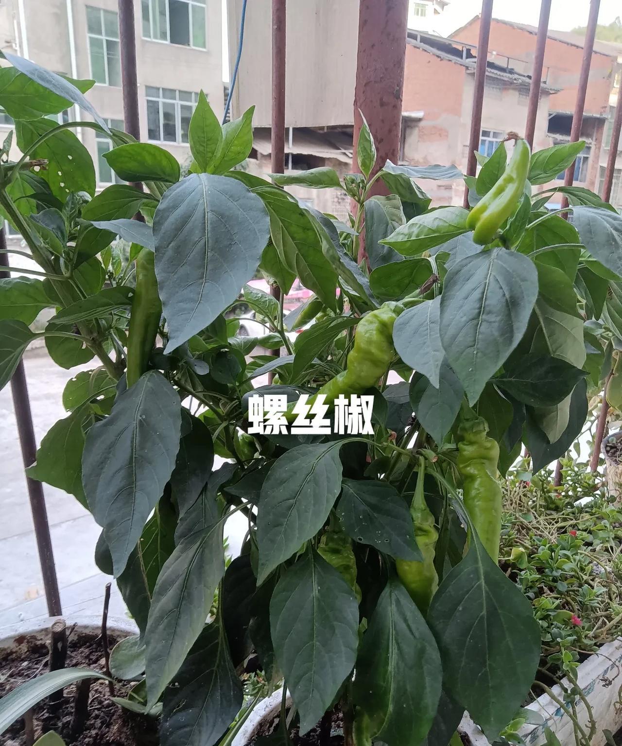 四月份，阳台上盆三株辣椒，一株茄子，一株番茄，看看现在是什么样子。辣椒上盆不久