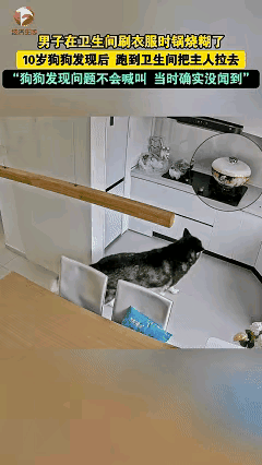 万物皆有灵！近日浙江舟山，男子正在卫生间洗衣服，狗狗突然冲进来叼住男子的裤子就往