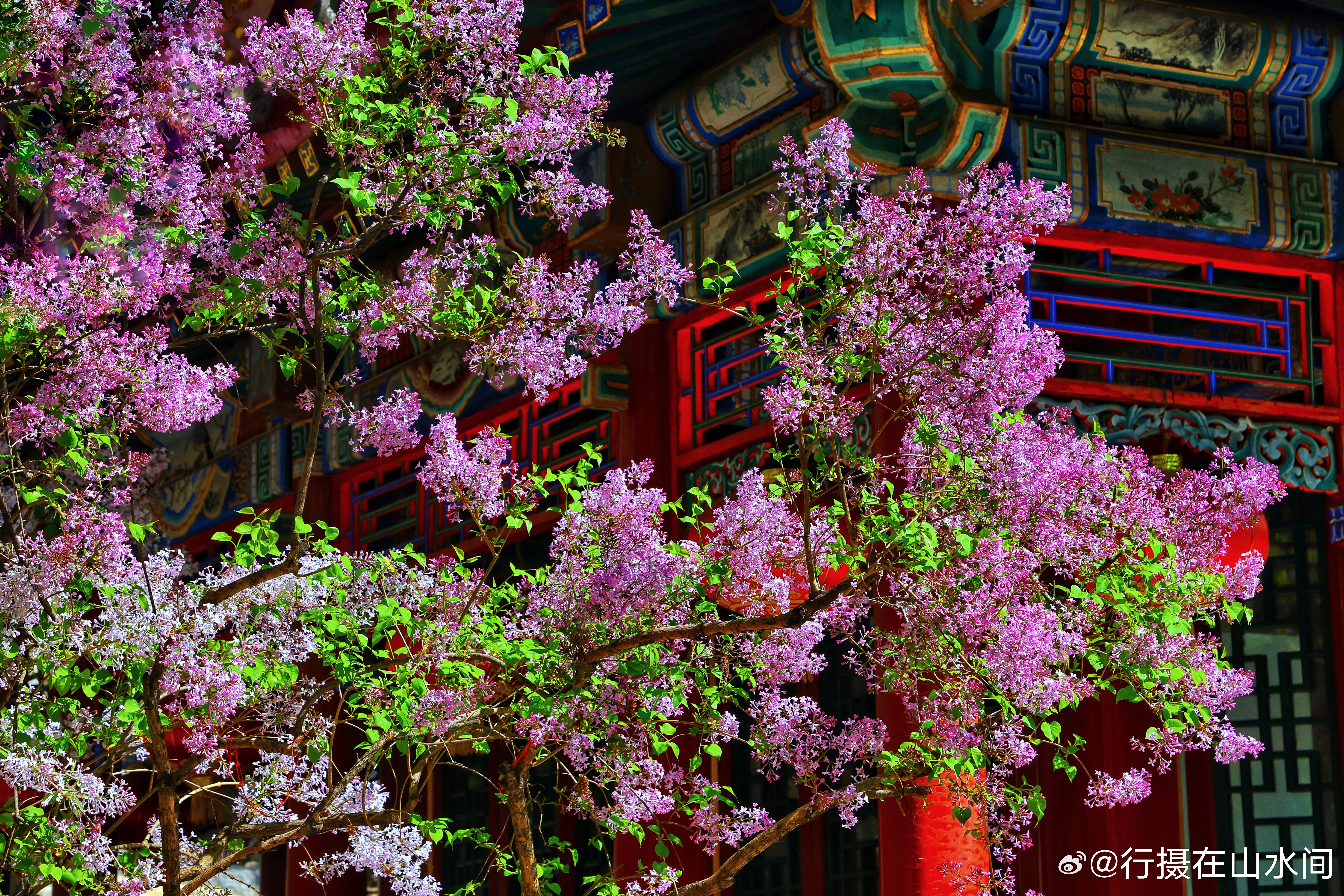 北京大观园丁香花开了，2026.4.4摄影