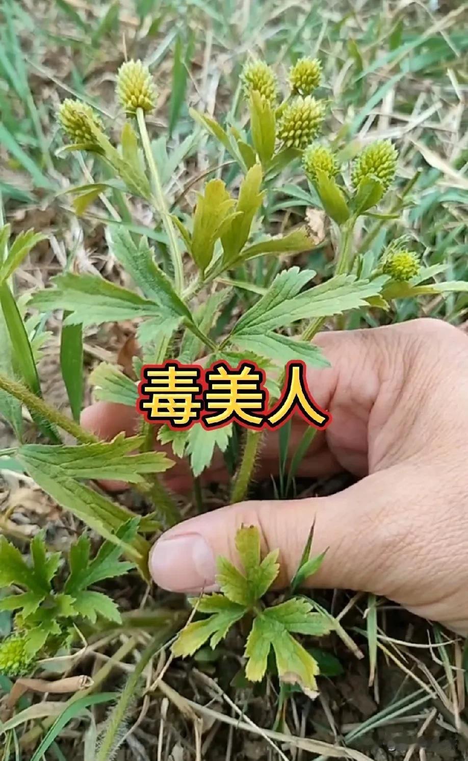 你注意看了吗？这株植物，堪称植物界的“毒美人”，它学名毛茛。有的人也叫他野芹菜