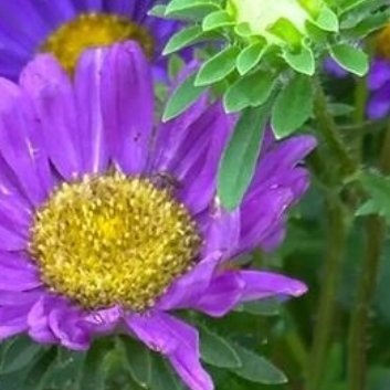 种植🌹波斯菊种植方法1.选择合适的种植时间：波斯菊喜欢温暖的环境，因此最好在