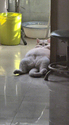 哎呀妈呀！这猫也太懒出天际了！四仰八叉往地上一瘫，跟块儿融化的大白棉花糖似的！