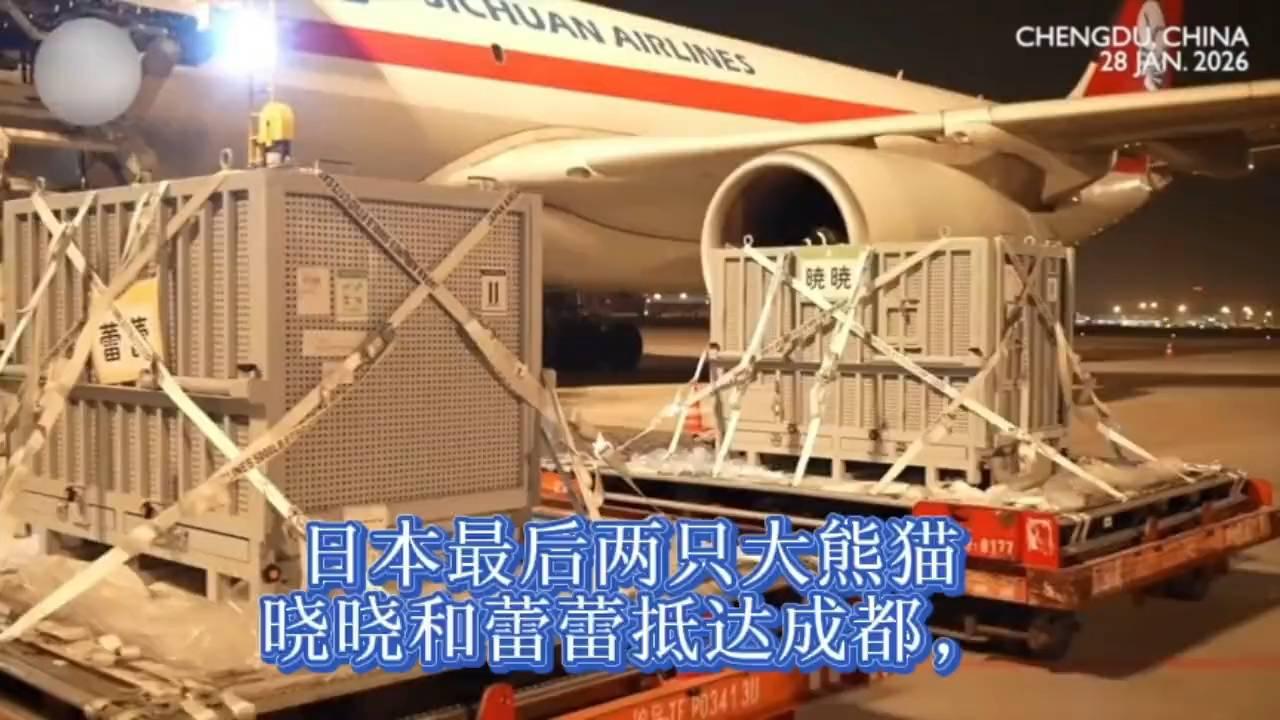 日本最后两只大熊猫晓晓蕾蕾正式回国 成都机场萌翻全场