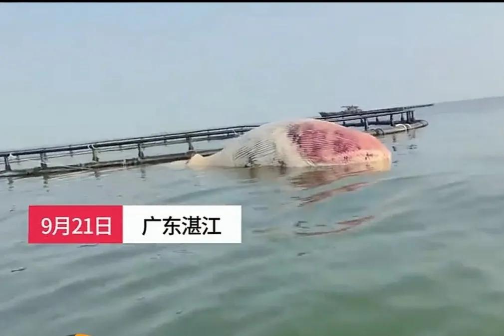 一头12米长须鲸死在湛江水产养殖基地，已高度腐败的鲸鱼有鲸爆可能！根据202
