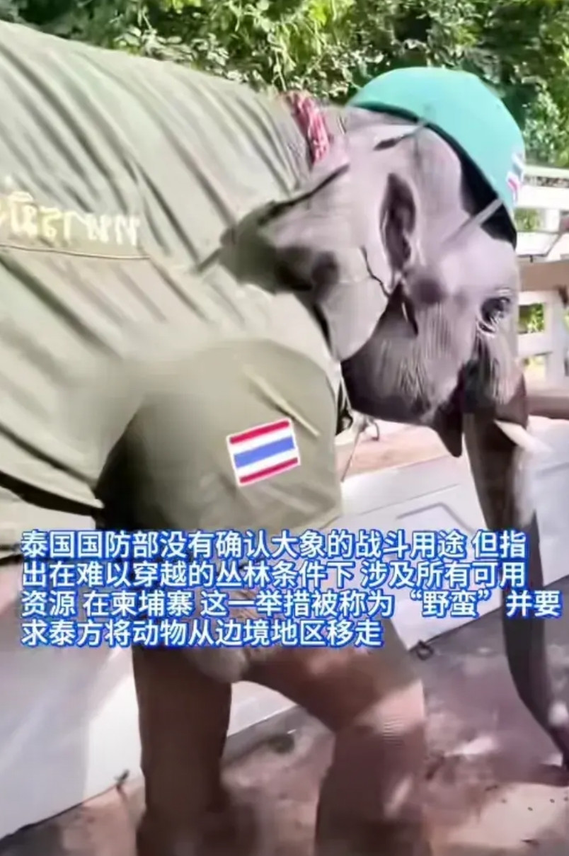 泰国将大象运送至泰柬边境，用来运输武器并展示实力，柬埔寨大怒！认为泰国这是在羞辱