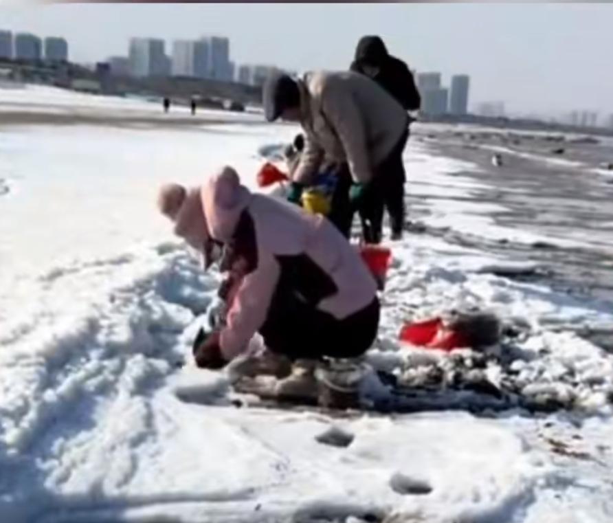 “天上下蛏子”？烟台一场罕见暴雪过后，海岸线上演了“蛏子盛宴”。