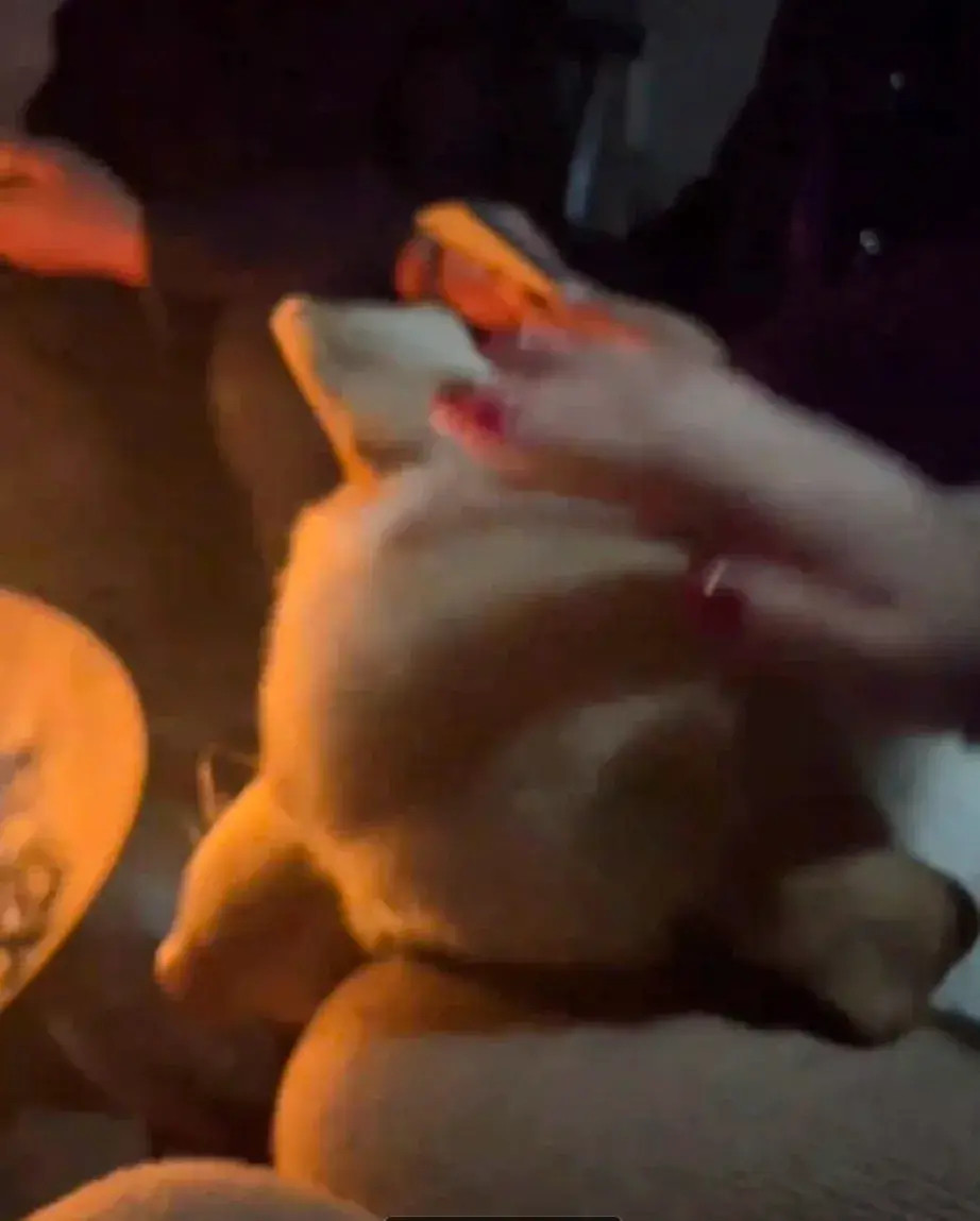 这一刻什么都值得！小狗和一家人在一起烤火，当它把头靠在膝盖上那一刻，真的不敢想象