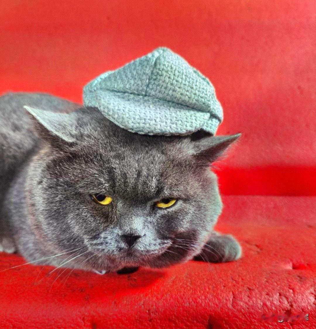 【轻松一刻】俄罗斯知识分子式的幽默新年前夕，罗莎·利沃芙娜与女婿发生了严重