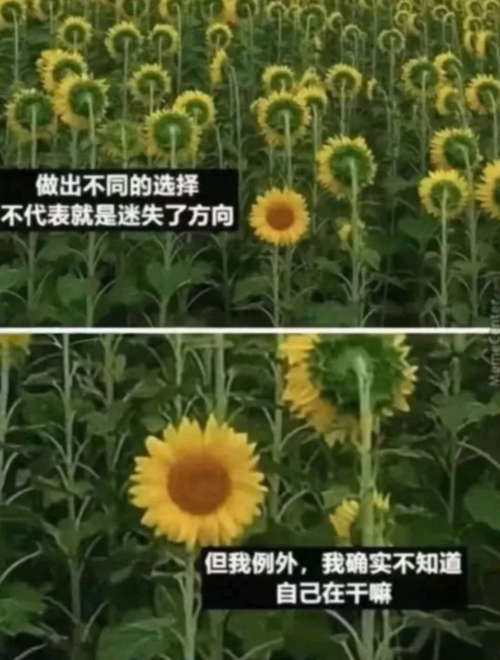 确实不知道自己在干嘛