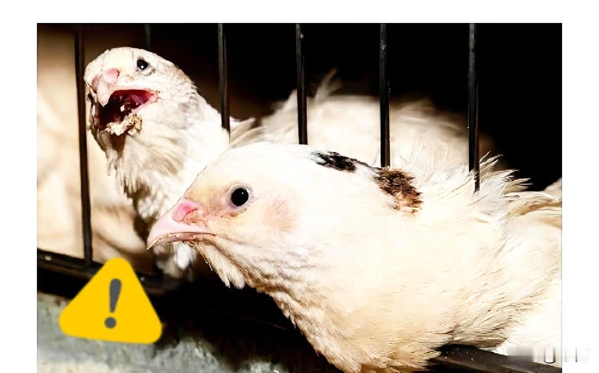 刚从日本回国的大熊猫，算是躲过一劫。就在它们踏上回家路的时候，日本千叶县那边