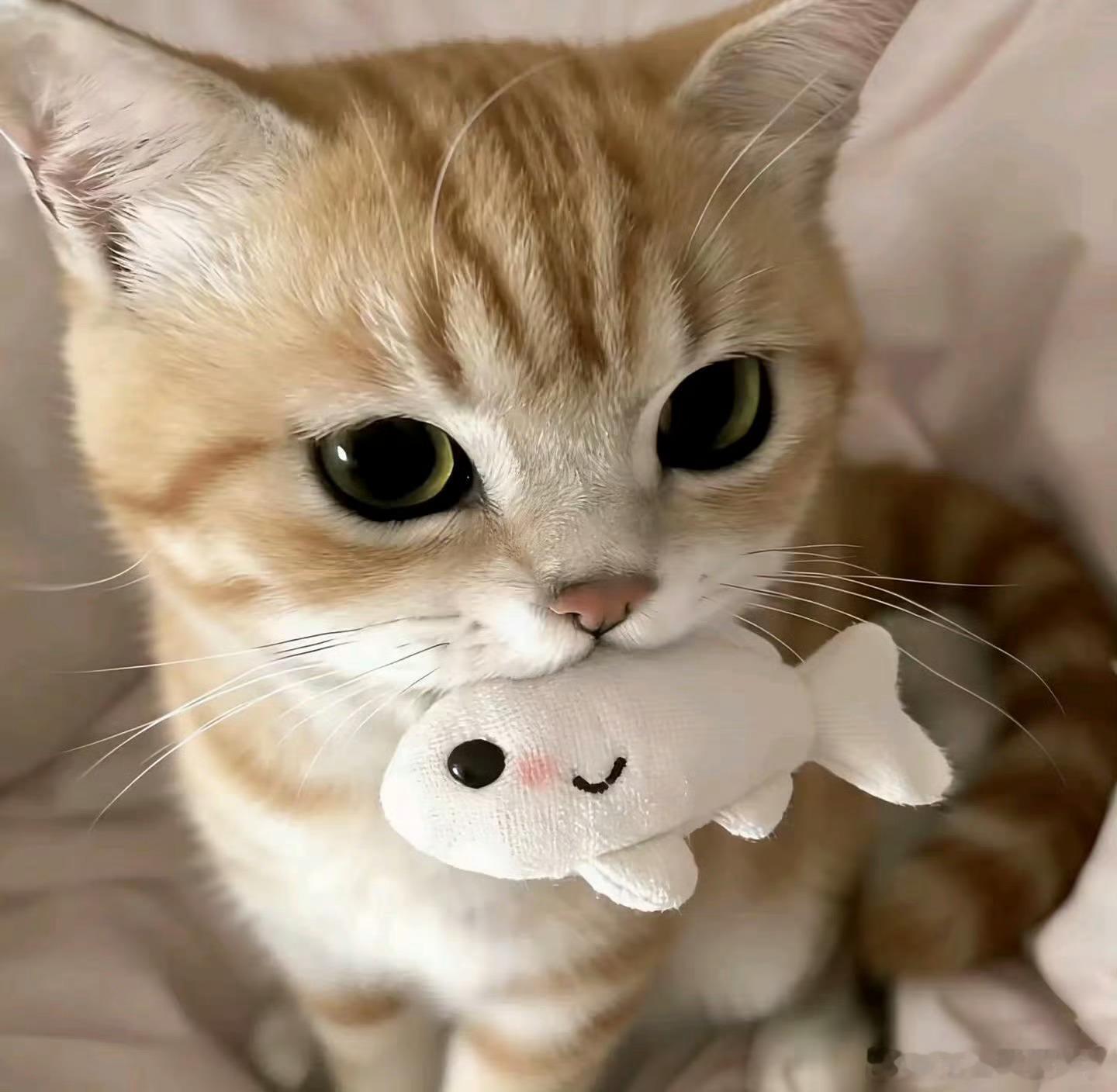 猫咪头像丨软萌头像丨萌宠头像丨​​​